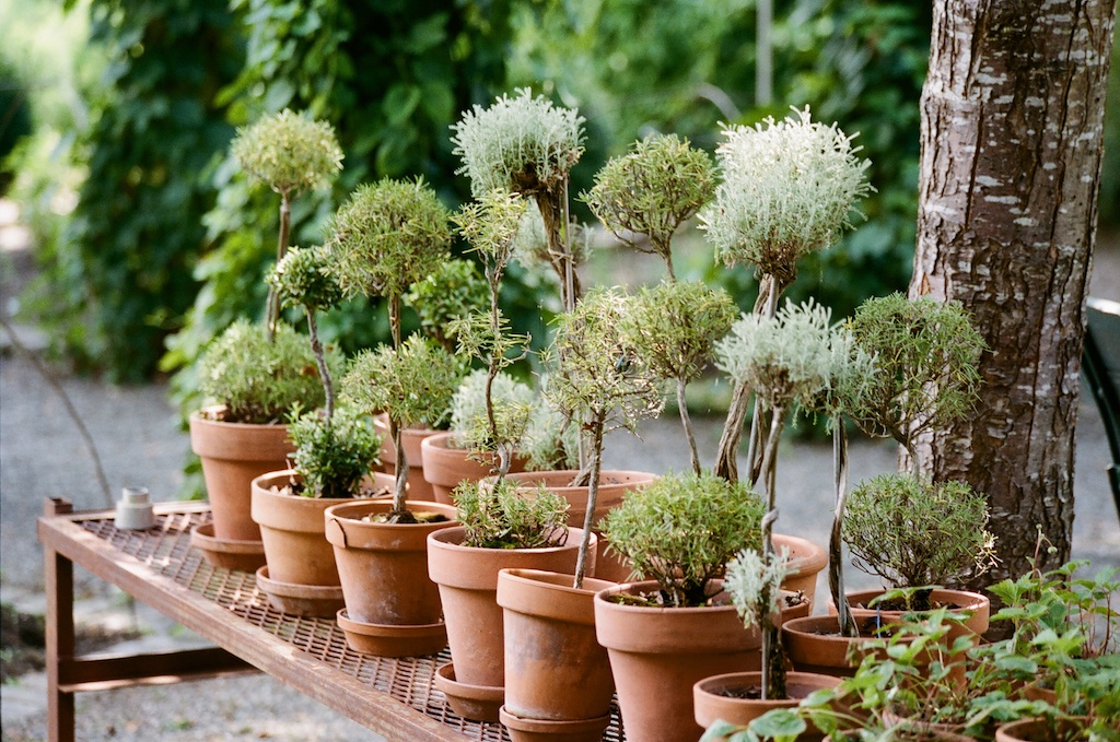 plants in terra cotta pots