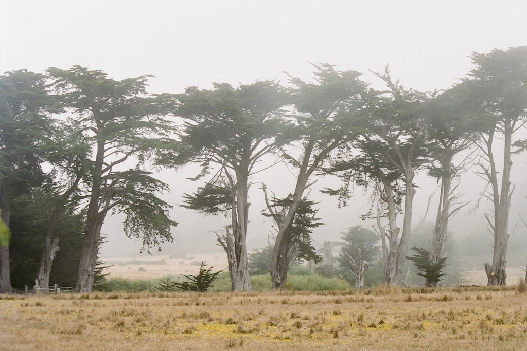 Cypress trees seen through the fog