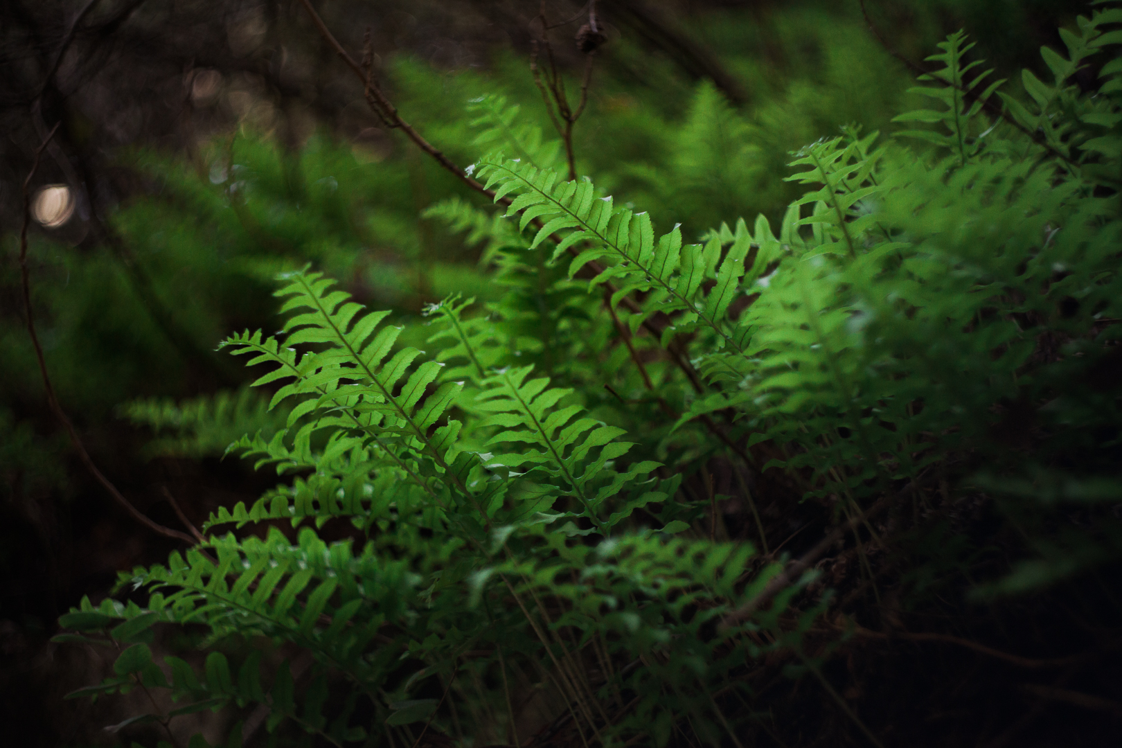 green ferns in Big Sur