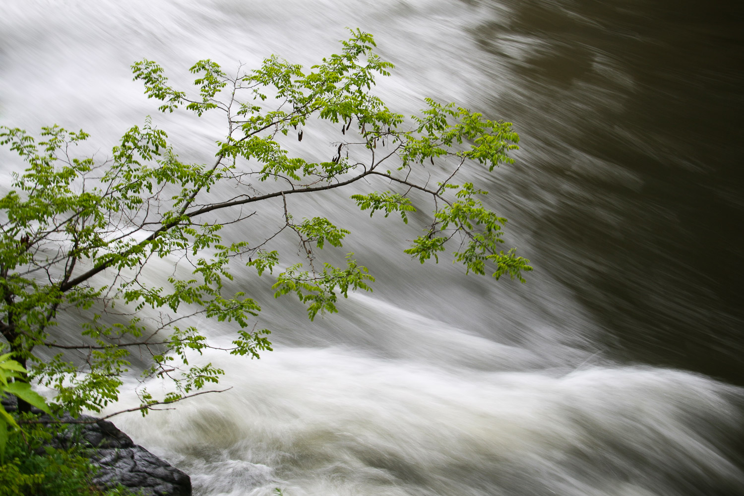 a tree and a rushing river