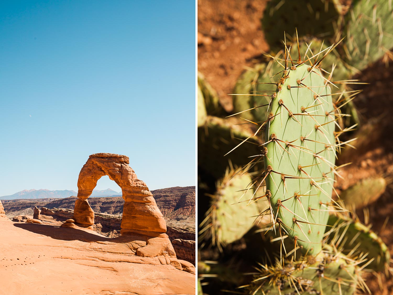 Delicate Arch and a cactus