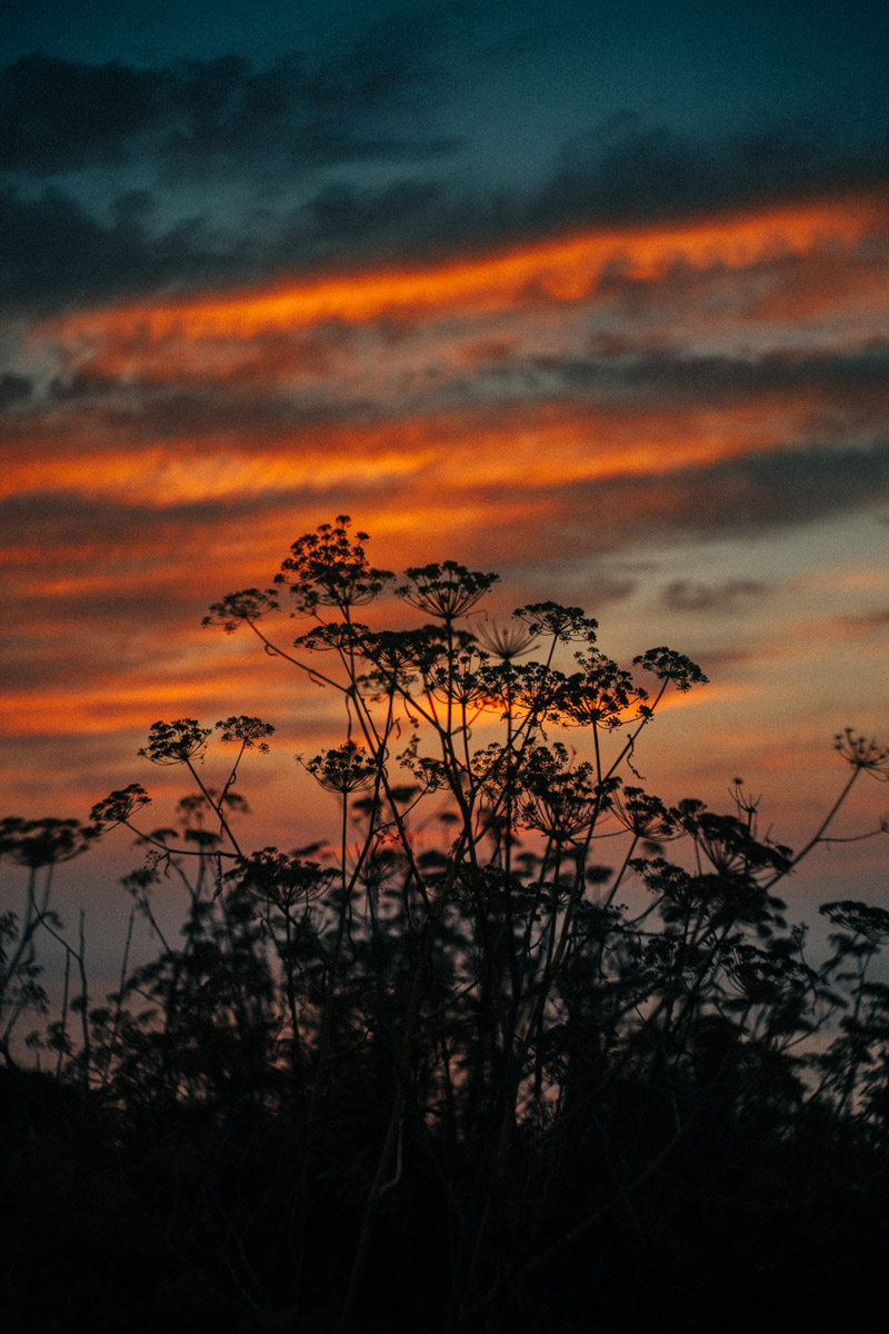 fennel plants at sunset