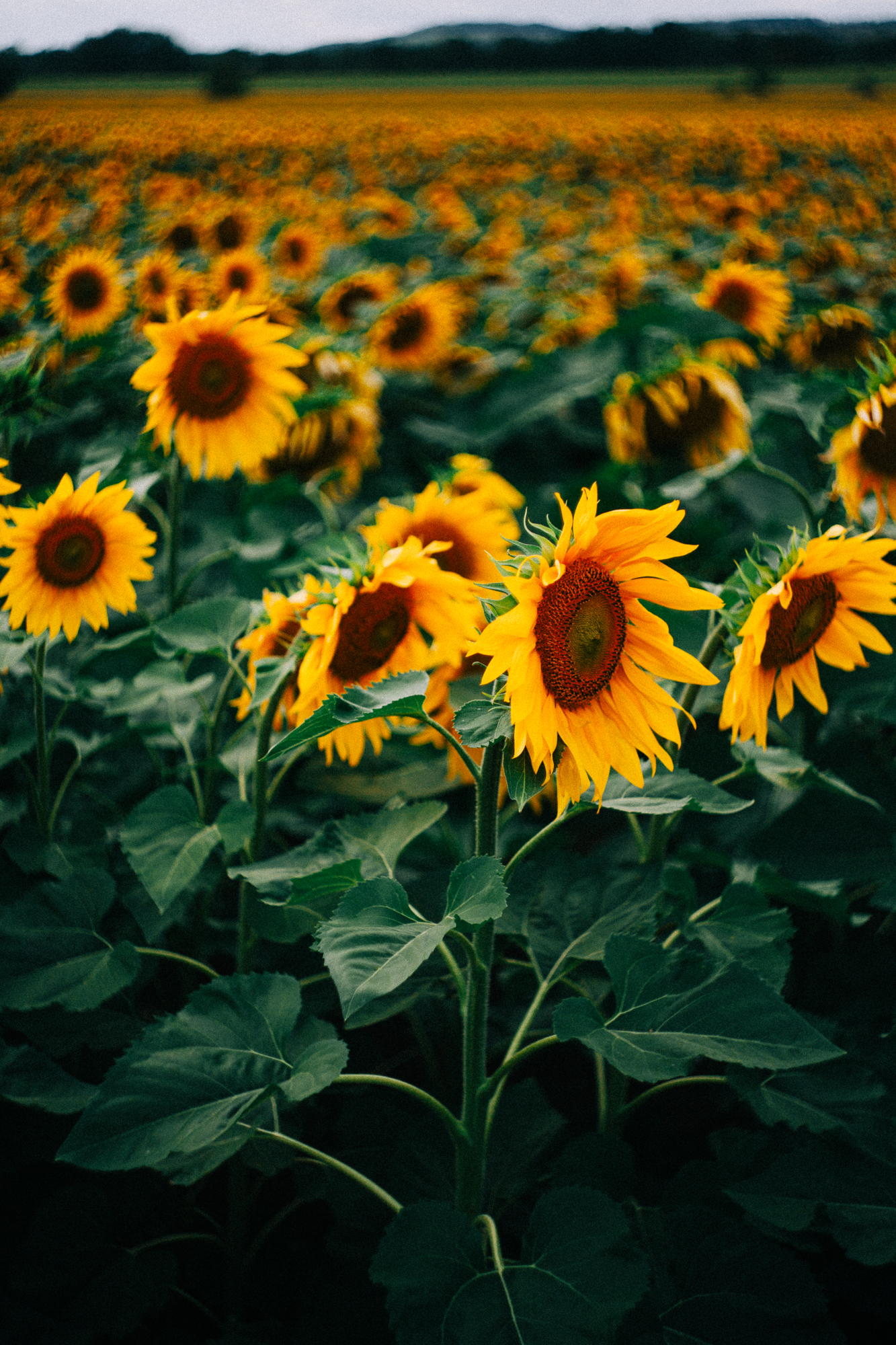 sunflowers together in summer