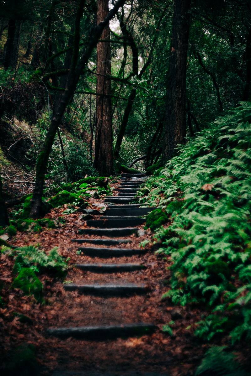 steps through the woods