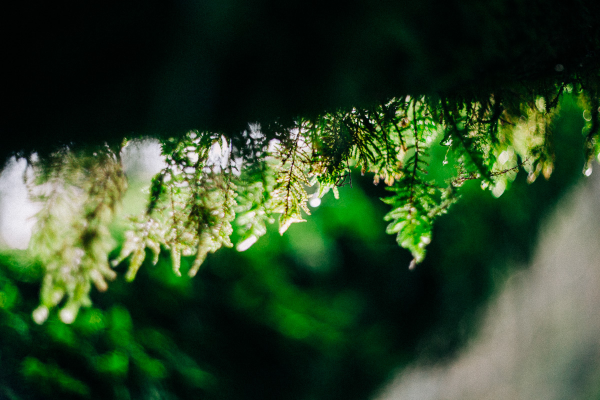 moss growing toward the light