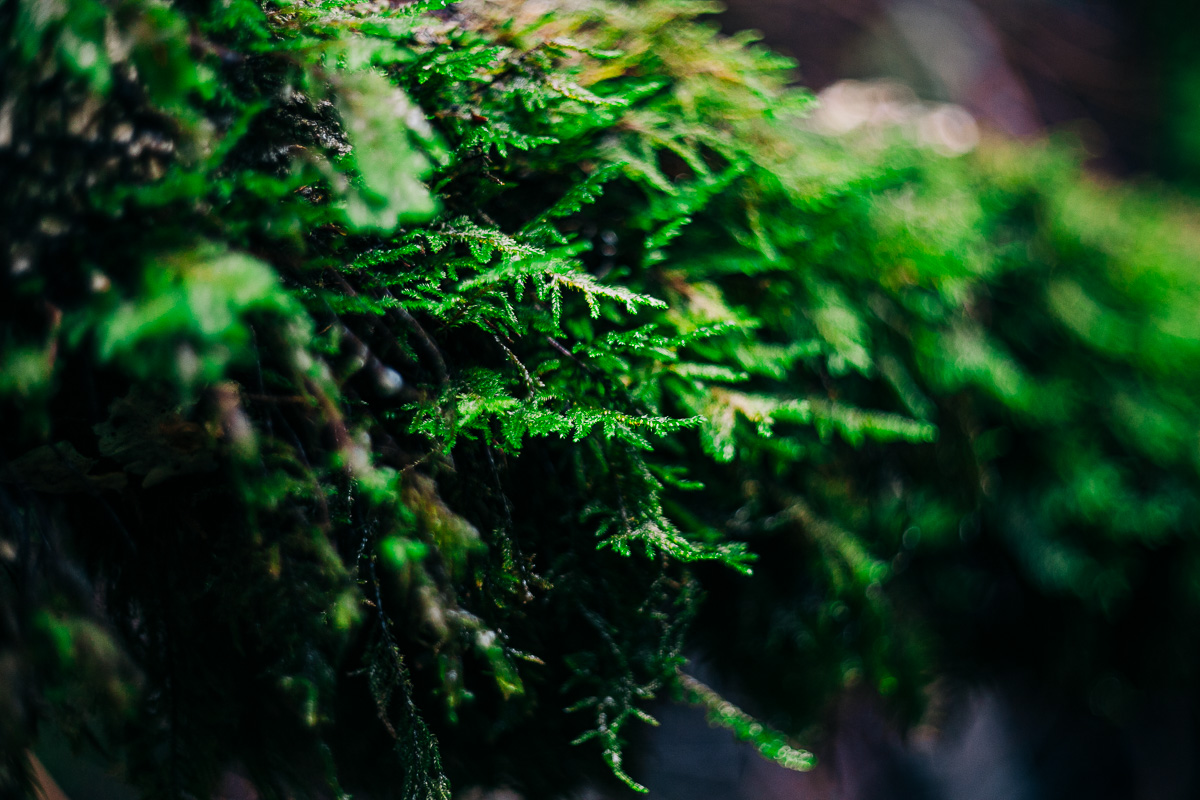 a closeup of green moss