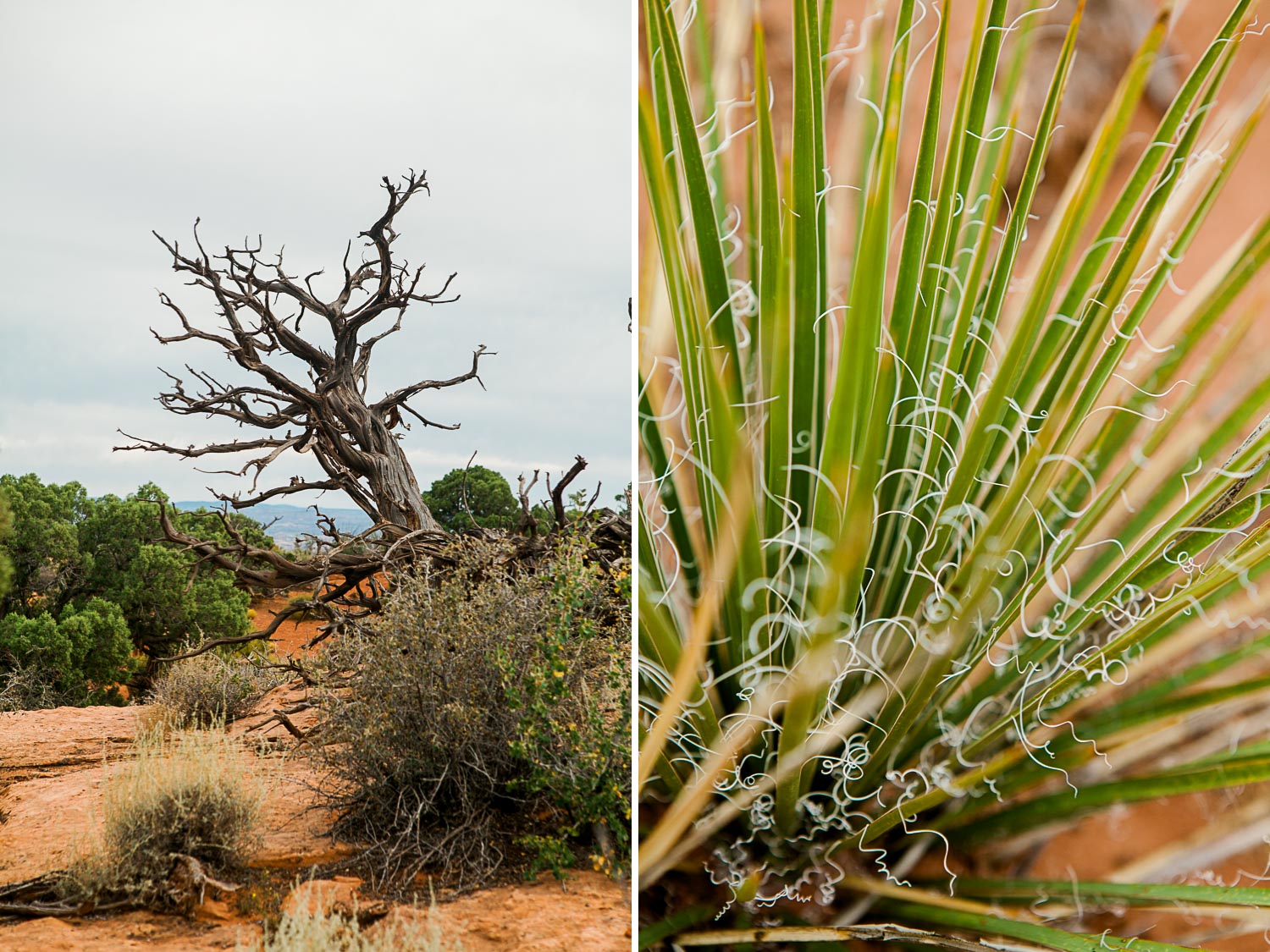A dead tree in the desert and Yucca plants