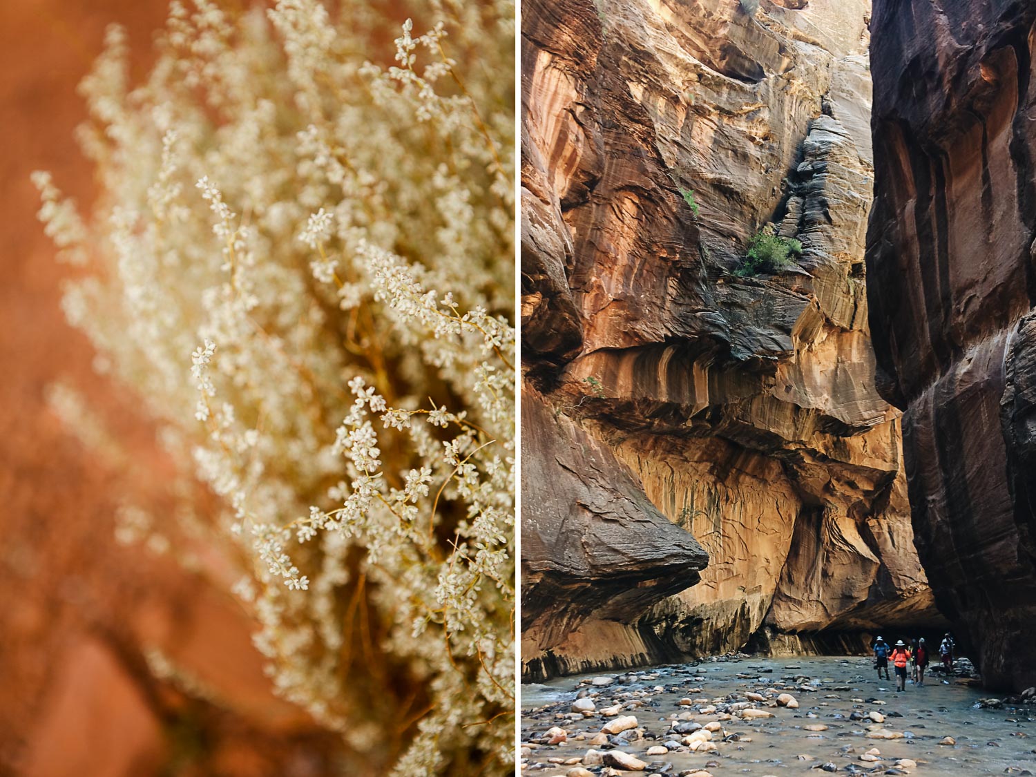 White plants and the Narrows of Zion